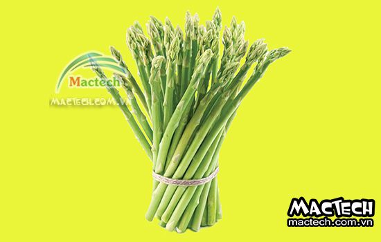 Máy sấy thăng hoa măng tây Mactech