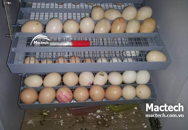 Các mốc quan trọng bạn cần biết khi ấp bằng máy