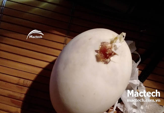 Kinh nghiệm ấp trứng vịt bằng máy ấp trứng Mactech cho hiệu quả cao