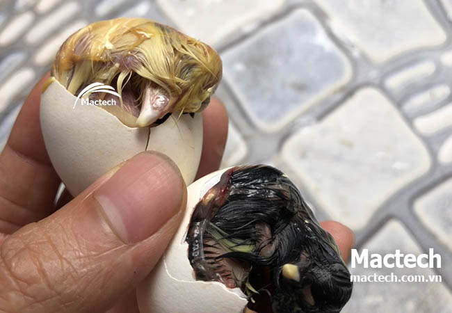 Các mốc quan trọng bạn cần biết khi ấp bằng máy