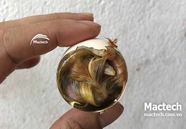 Khi nào nên hạ nhiệt để tránh trứng nở sớm