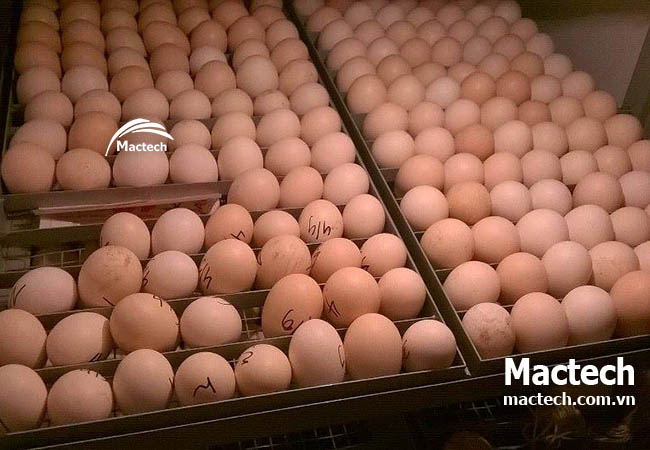 Quy trình sản xuất máy ấp trứng Mactech