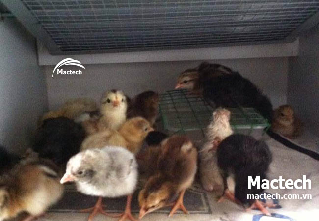 Các mốc quan trọng bạn cần biết khi ấp bằng máy