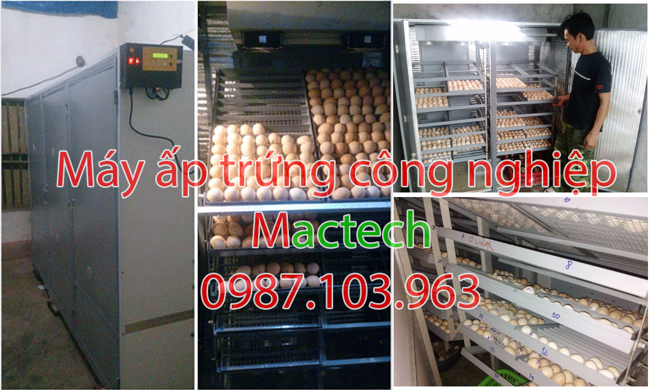 Máy ấp trứng công nghiệp