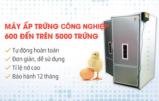 Máy Ấp Trứng Mactech