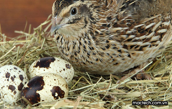 Cách ấp trứng cút bằng đèn