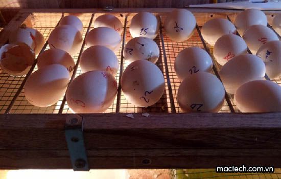 Máy ấp trứng không nở, nguyên nhân và cách khắc phục