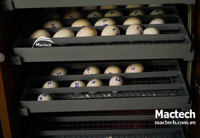 Máy ấp loại nào phù hợp với chăn nuôi nhỏ lẻ