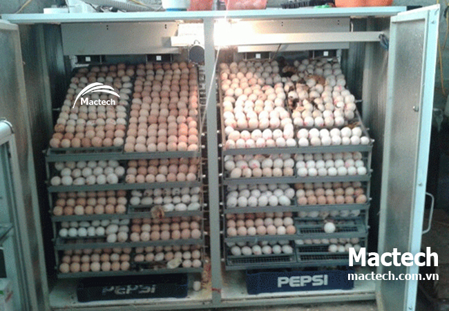 Phản hồi của khách hàng sau 1 năm sử dụng máy ấp Mactech