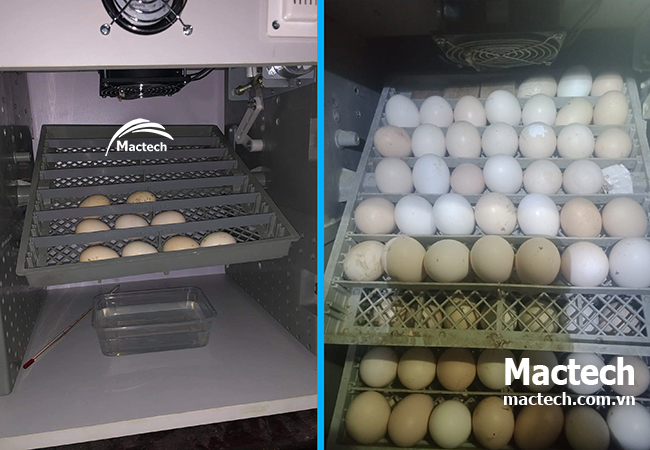 Có nên đầu tư máy ấp trứng để khởi nghiệp