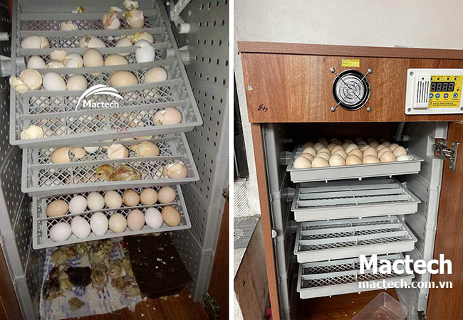 Có nên mở máy kiểm tra trong khi đang ấp không