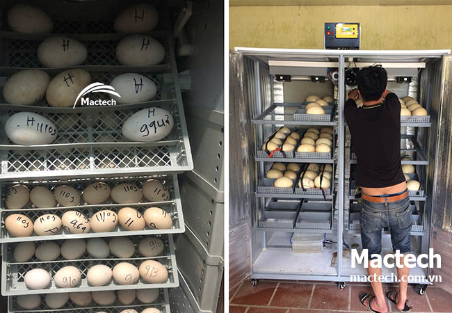 Có nên mở máy kiểm tra trong khi đang ấp không