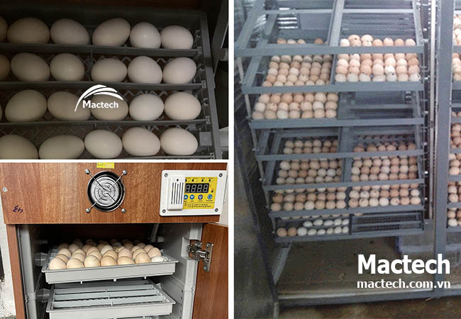 Có nên mở máy kiểm tra trong khi đang ấp không