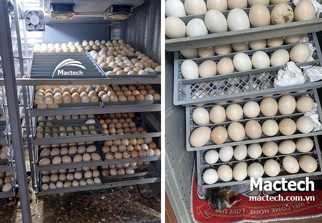 Máy ấp có báo độ ẩm nhưng vẫn bị thiếu ẩm