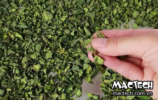 máy sấy chùm ngây