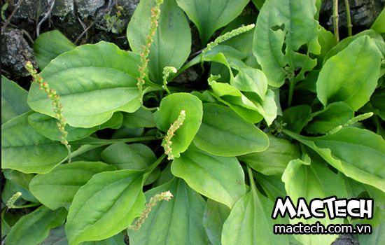 máy sấy cỏ mã đề