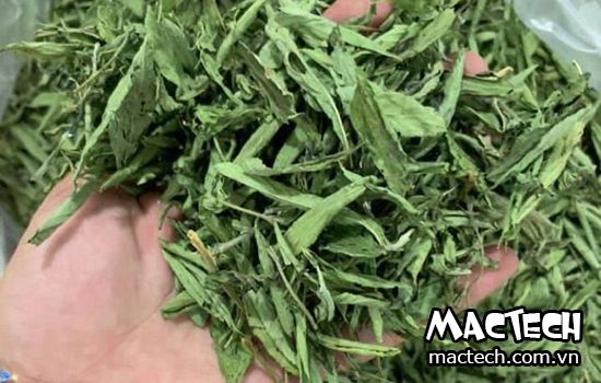 máy sấy cỏ ngọt