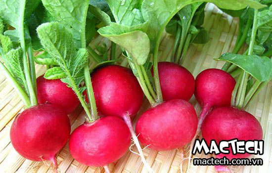 máy sấy củ cải đỏ