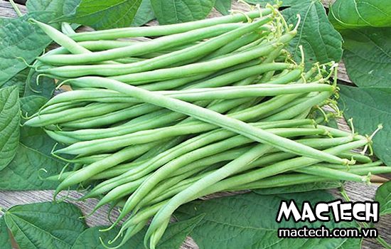 máy sấy đậu cove