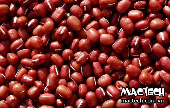 máy sấy đậu đỏ