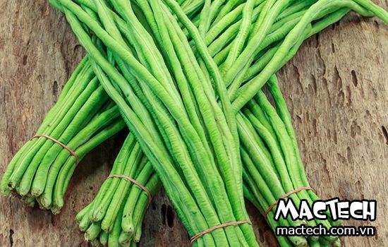 Máy sấy đậu đũa