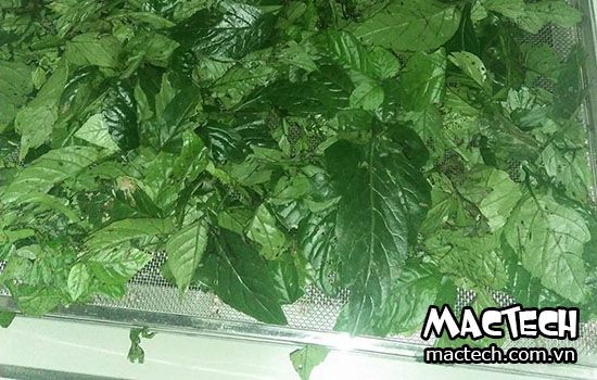 máy sấy giảo cổ lam