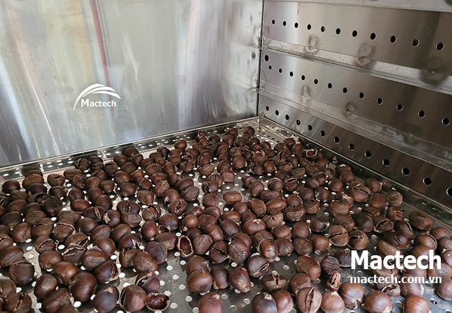 Máy sấy hạt dẻ Mactech, sấy khô nhanh đảm bảo chất lượng