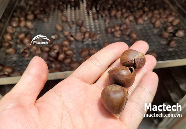 Máy sấy hạt dẻ Mactech, sấy khô nhanh đảm bảo chất lượng