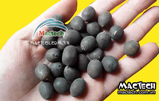 Cách sấy hạt sen bằng máy sấy Mactech cho hiệu quả cao