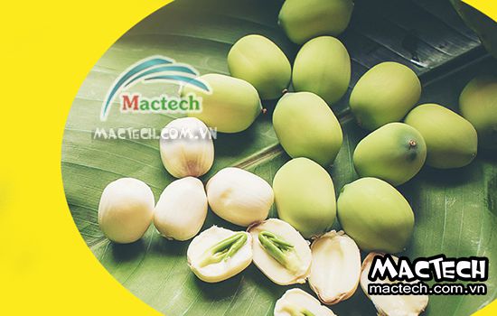 Cách sấy hạt sen bằng máy sấy Mactech cho hiệu quả cao