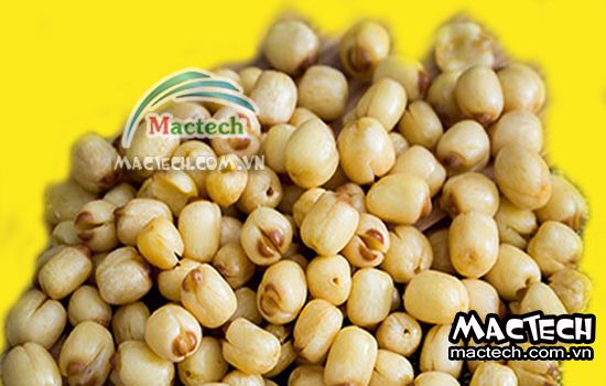 Hạt sen sấy lâu khô, nguyên nhân và hướng khắc phục