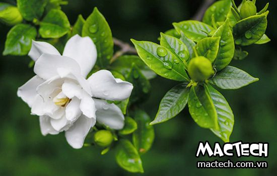 máy sấy hoa dành dành