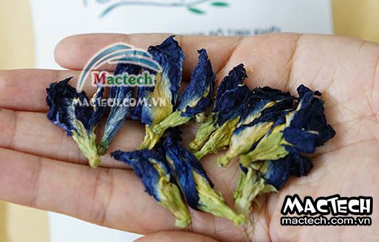 Nhiệt độ sấy hoa đậu biếc bằng máy sấy nhiệt, máy sấy lạnh