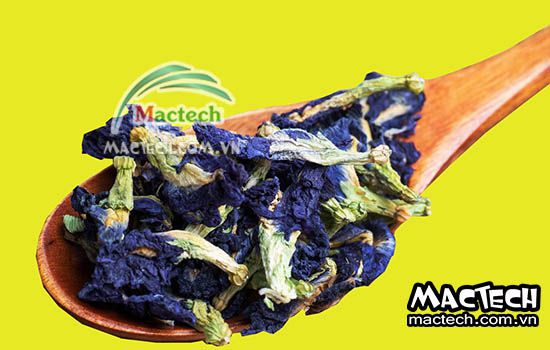 Hoa đậu biếc sấy bị mất màu là tại sao và cách giải quyết