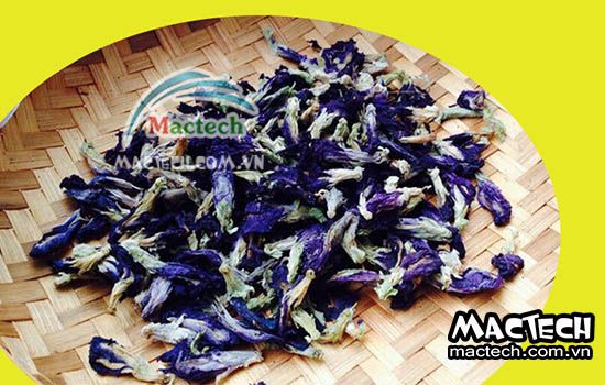 Thời gian sấy hoa đậu biếc bằng máy sấy nhiệt, sấy lạnh, sấy đông khô