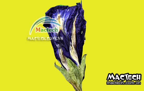 Cách sấy hoa đậu biếc bằng máy sấy Mactech cho hiệu quả cao