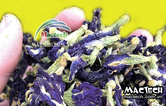 Hoa đậu biếc sấy bị đen, nguyên nhân + hướng khắc phục xử lý