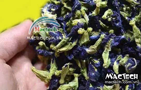 Hoa đậu biếc có nên sấy thăng hoa không? Tại sao