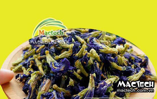 Hoa đậu biếc có nên sấy thăng hoa không? Tại sao