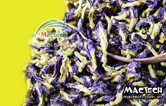 Hoa đậu biếc có nên sấy thăng hoa không? Tại sao