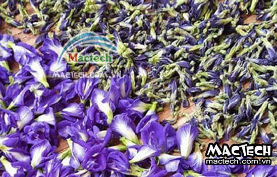 Nhiệt độ sấy hoa đậu biếc bằng máy sấy nhiệt, máy sấy lạnh