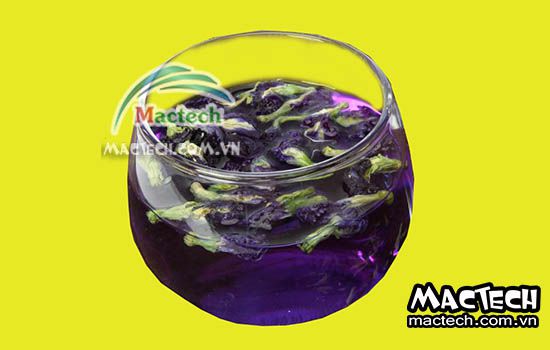 Cách sấy hoa đậu biếc bằng máy sấy Mactech cho hiệu quả cao