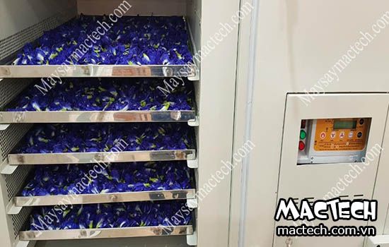 Máy sấy hoa đậu biếc