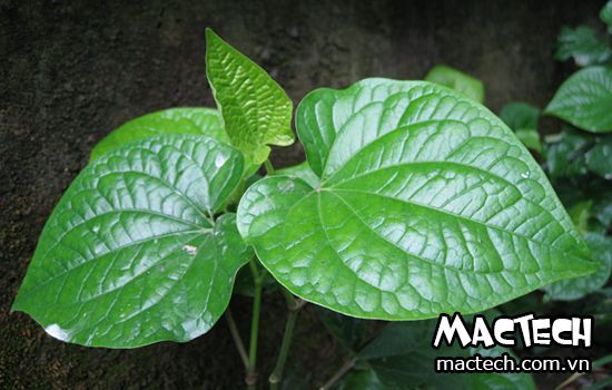 máy sấy lá lốt