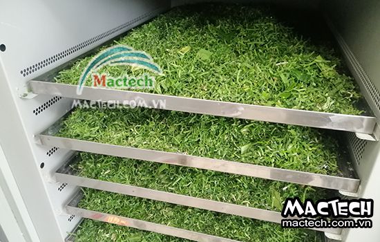 Máy sấy lá nếp Mactech, sấy khô giòn để nghiền bột giữ màu đẹp