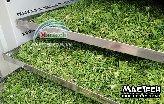 Sấy lá nếp nên chọn loại máy sấy nào cho phù hợp và tiết kiệm