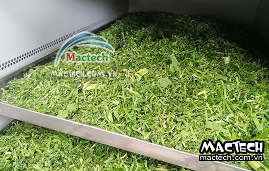 Máy sấy lạnh lá nếp Mactech Việt Nam, sấy lạnh giữ chất lượng tối ưu