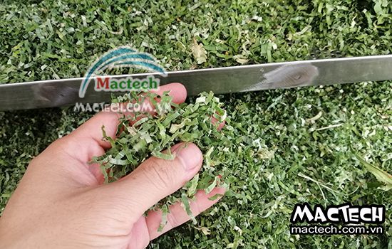 Lá nếp có nên sấy thăng hoa không, lý do tại sao lại như vậy