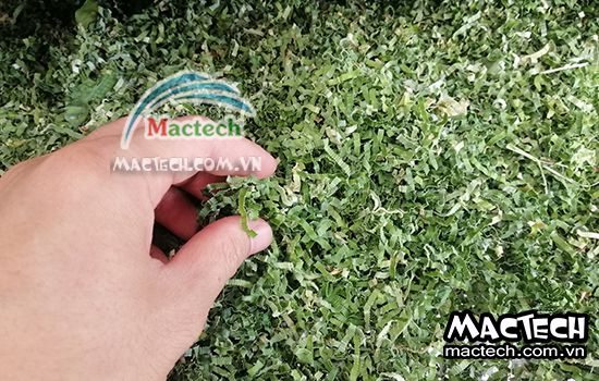 Lá nếp có nên sấy thăng hoa không, lý do tại sao lại như vậy