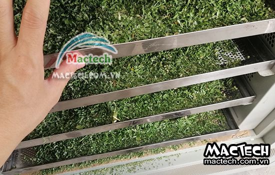 Lá nếp sấy bị mất màu là do đâu